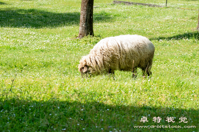 小羊卡通图片素材