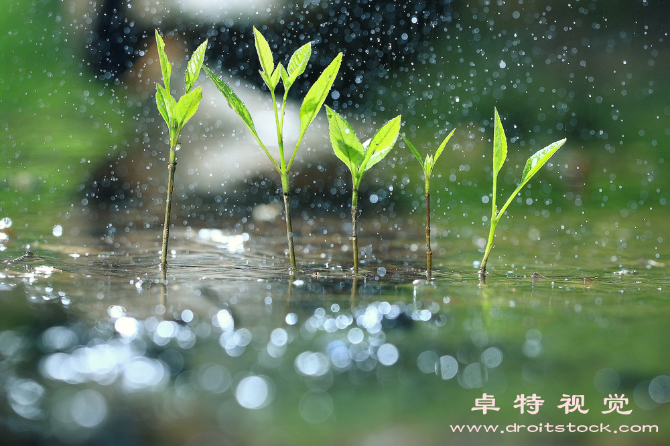 谷雨素材图片素材