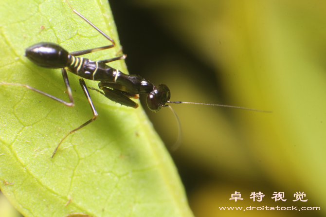 蜻蜓图片图片素材