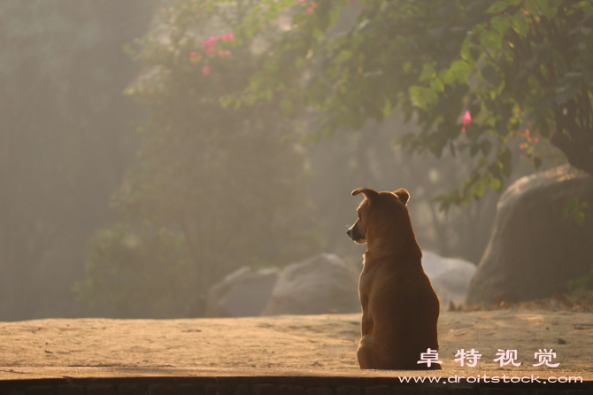 小松鼠卡通图片图片素材