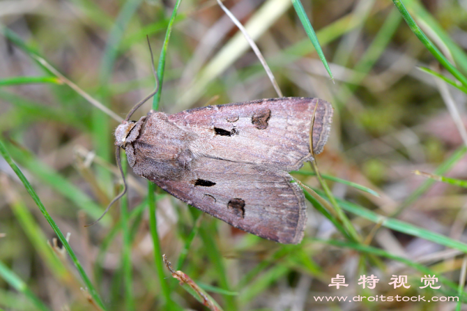 蚕茧图片图片素材