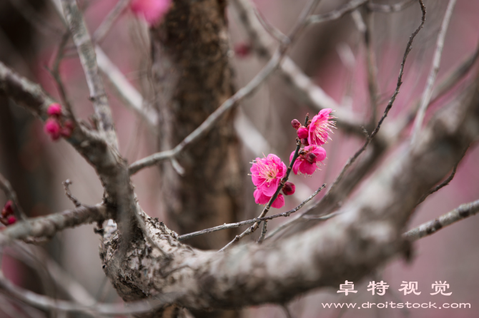 梅花背景图片素材