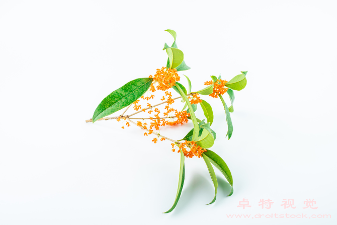 桂花插画图片素材