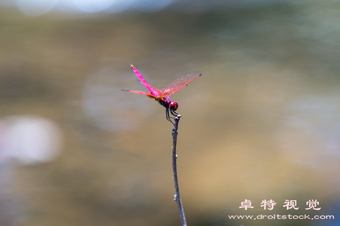 飞龙图片图片素材