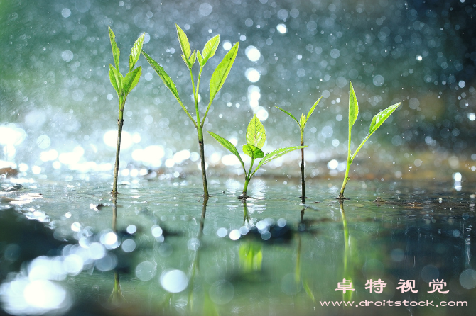 谷雨的背景图图片素材