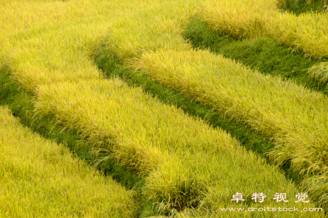 法律背景图图片素材