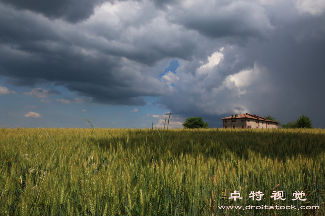 谷雨插画图片素材