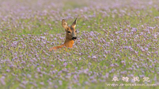 山羊卡通图片素材