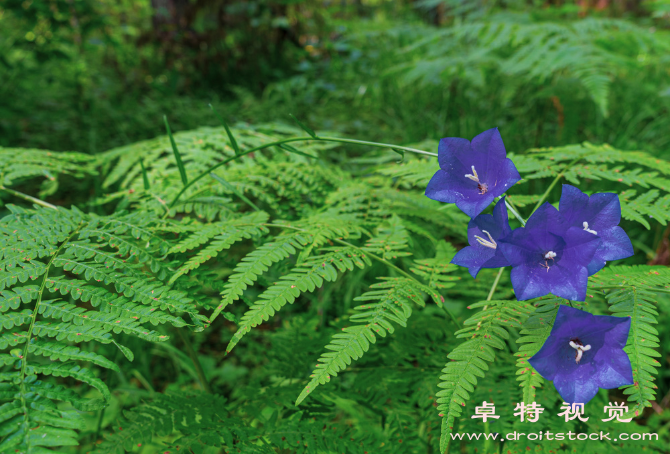 荧光紫色的图片图片素材