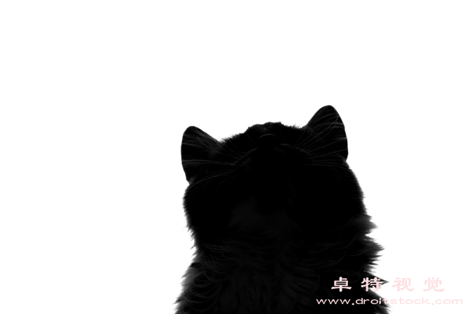 猫咪剪影图片素材