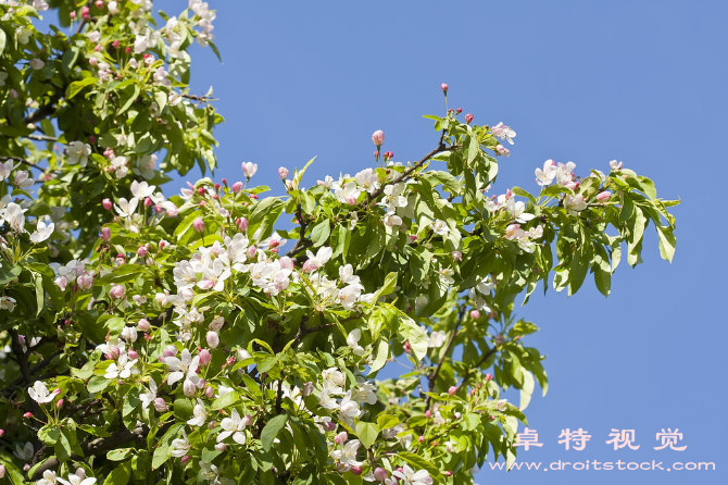 桃花树图片图片素材