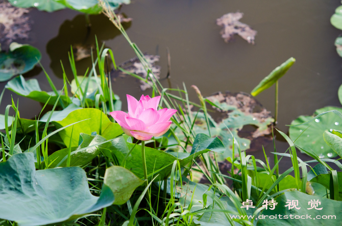 荷花背景图片素材