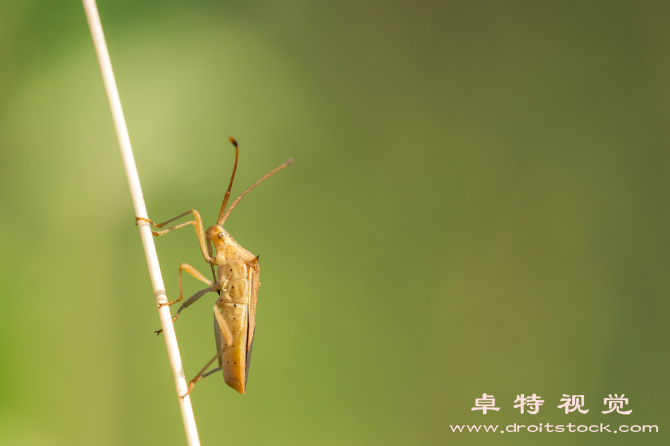 蜘蛛卡通图片图片素材