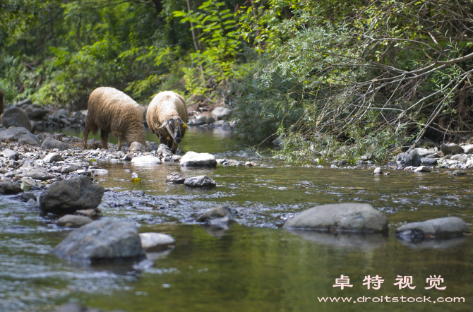 羊群图片图片素材