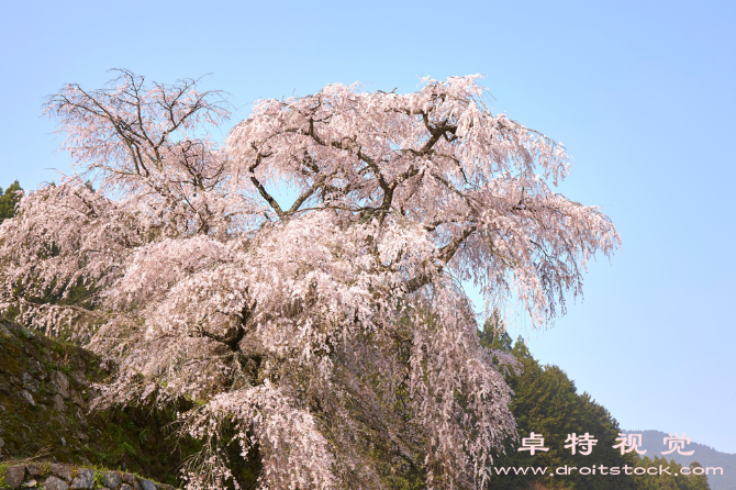 樱花dm图片素材