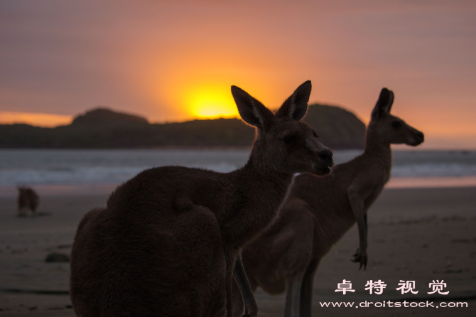 袋鼠卡通图片素材