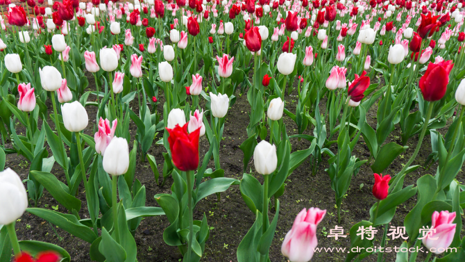 花瓣图片素材图片素材