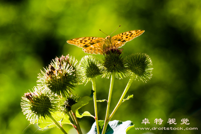 蜻蜓卡通图片图片素材