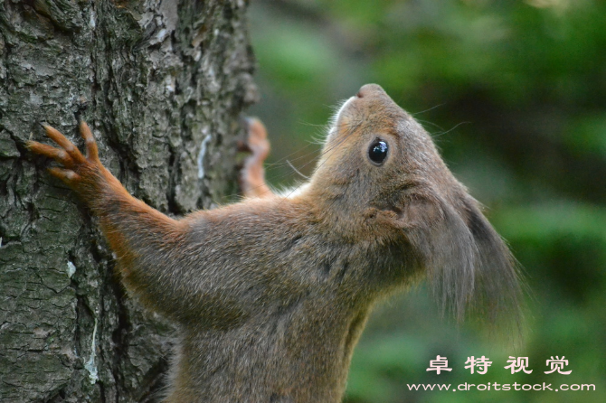 松鼠卡通图片图片素材