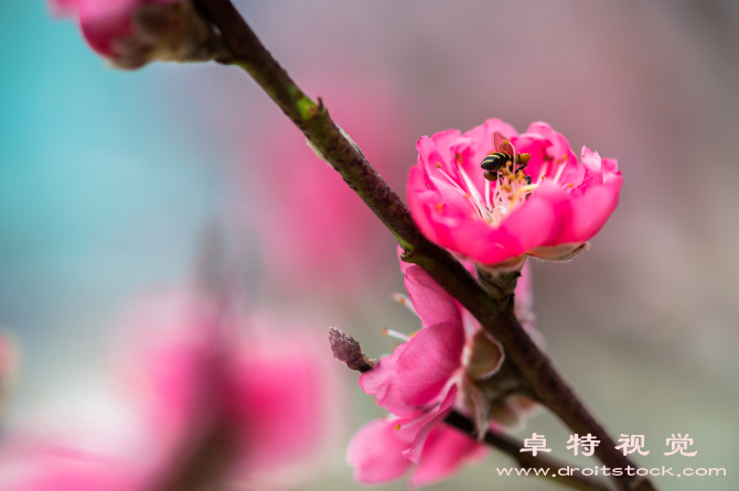 梅花背景图片素材