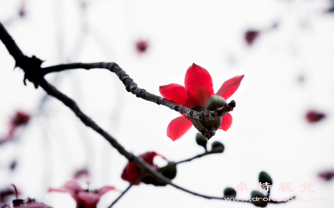 水墨花图片素材