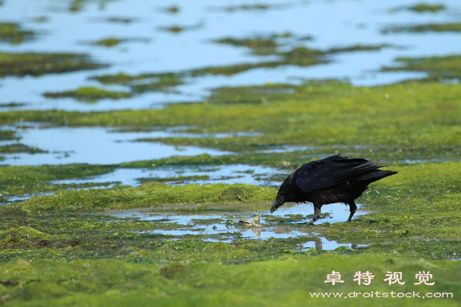 乌鸦图片图片素材