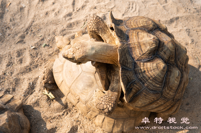 乌龟卡通图片图片素材