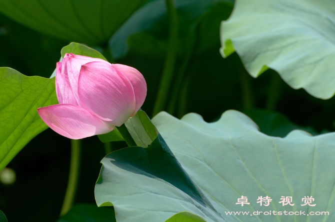 立夏荷花图片素材