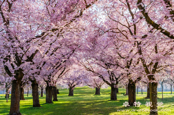 樱花背景图片素材