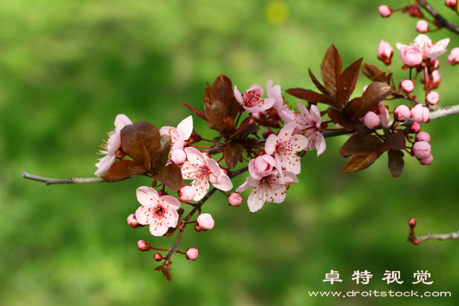 梅花背景图图片素材