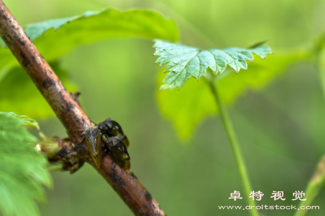 蚂蚁卡通图片素材