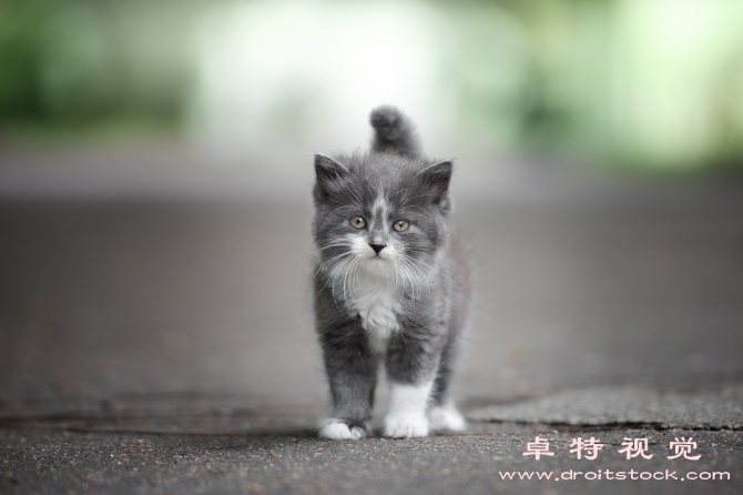 桌面小猫图片素材