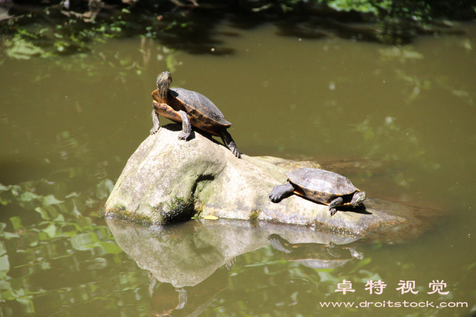 海龟图片图片素材