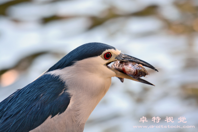 鲲图片图片素材