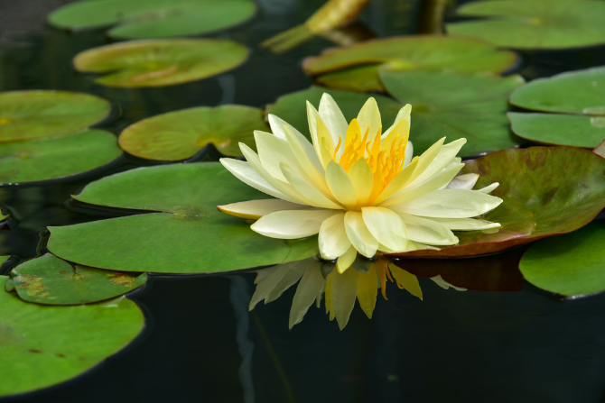 水墨莲花图片素材