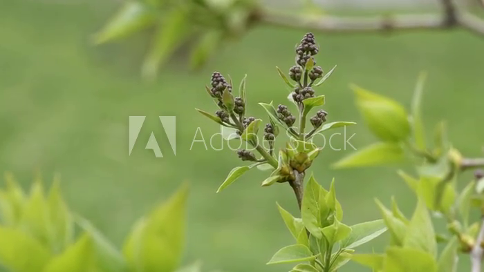 丁香花