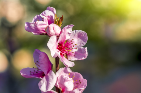 蝴蝶 花瓣 梅花