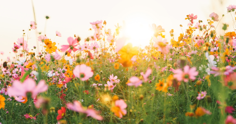 花卉