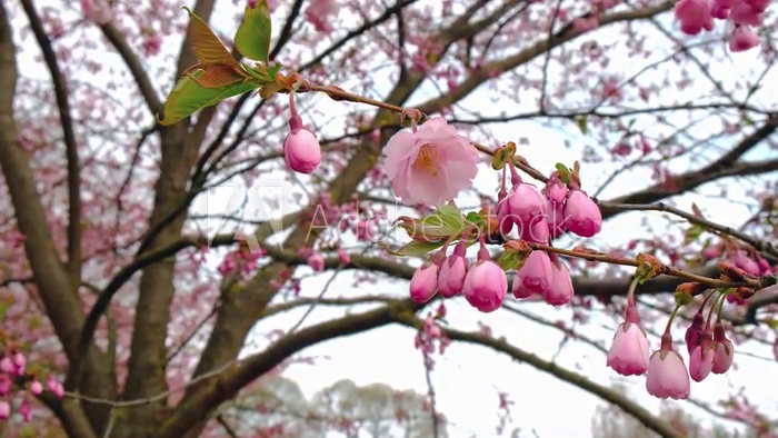 美丽的花