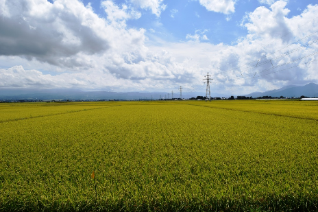 稻田