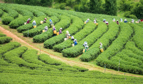 劳动最光荣